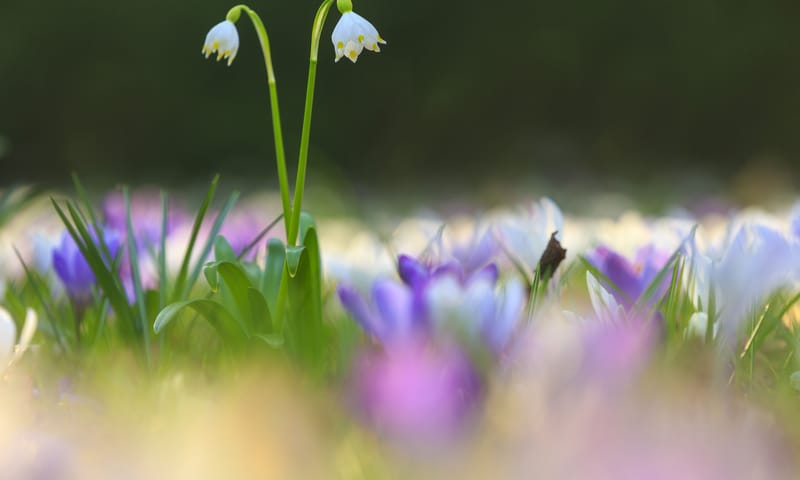 Lenteklokje en krokus in bloei Lenteklokje en krokussen bloeien vroeg in het voorjaar
