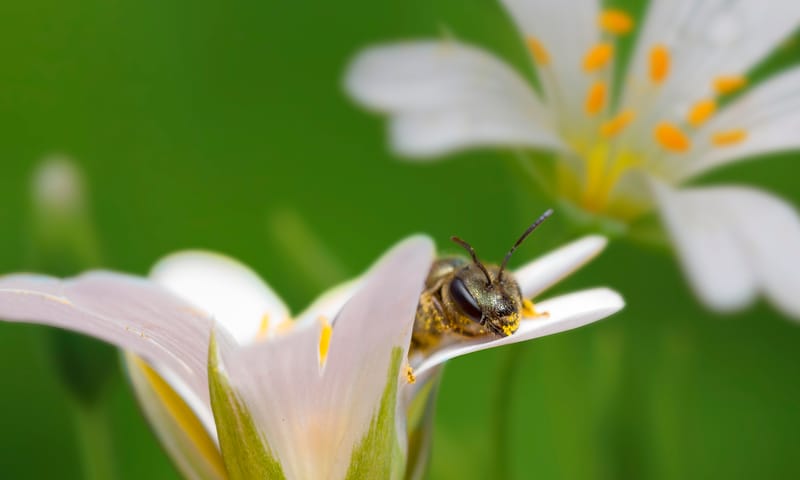 Wilde bloemen OERRR