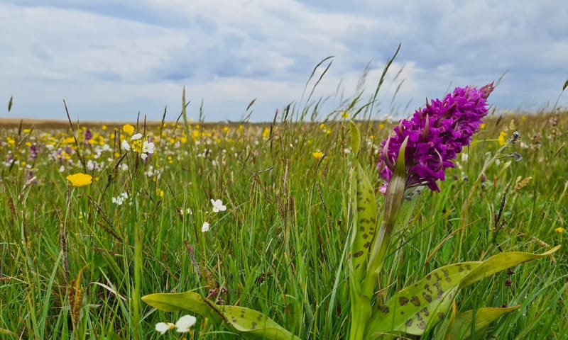 Wilde bloemen in Waalenburg Texel