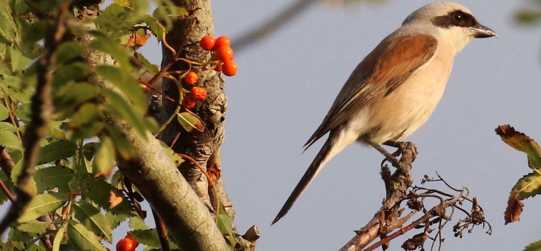 Grauwe klauwier Soerense Broek Grauwe Klauwier bij Soerense Beek