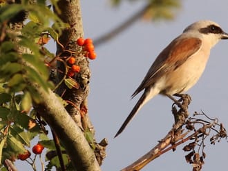 Grauwe Klauwier bij Soerense Beek