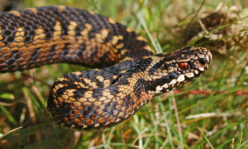 Adder