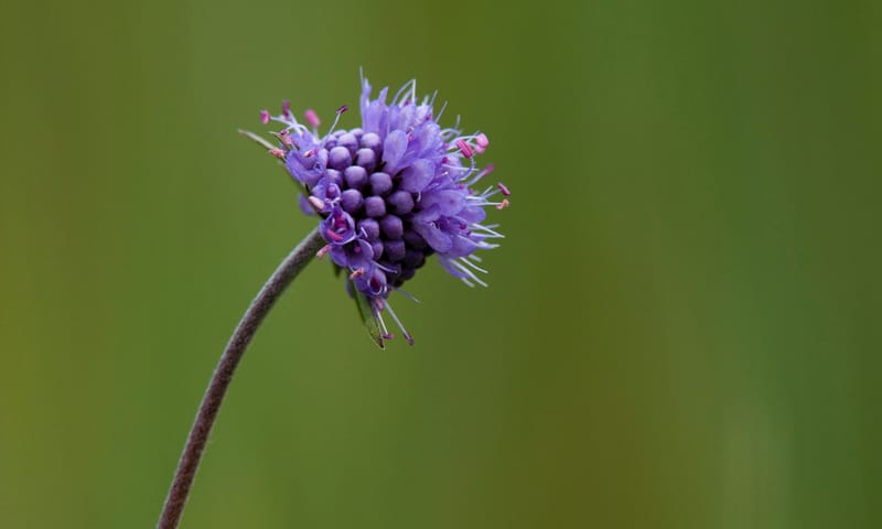 Blauwe knoop