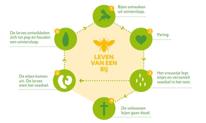 Cyclus van de bij