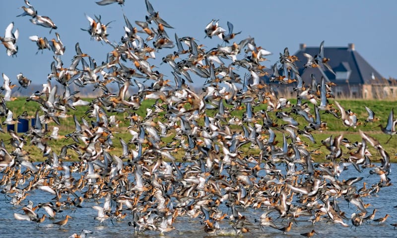 Grutto's in Eempolder weidevogel