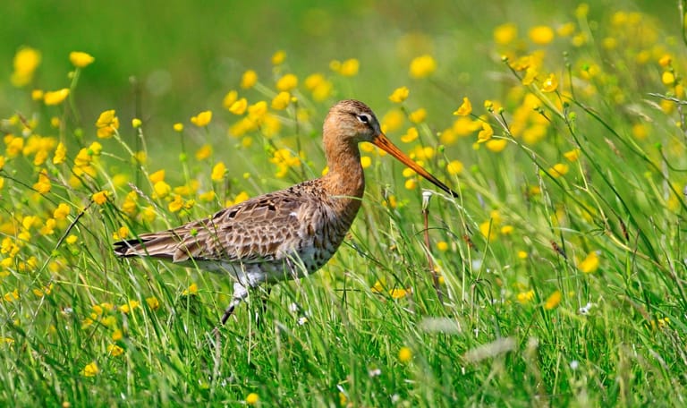Grutto weidevogel