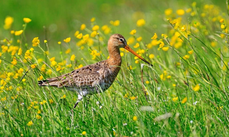 Grutto weidevogel