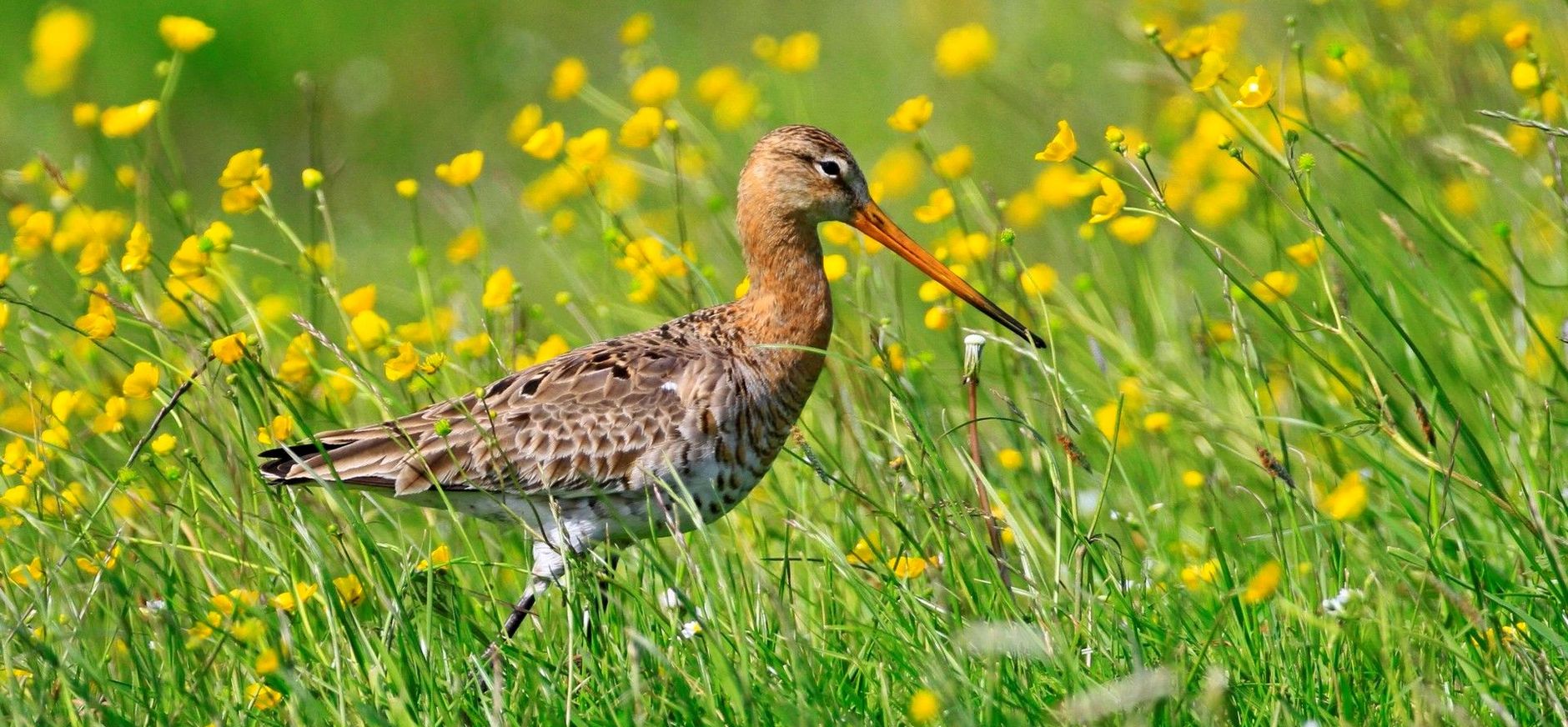 Grutto weidevogel