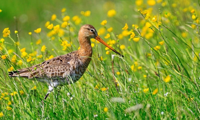 Grutto Thuis voor dieren