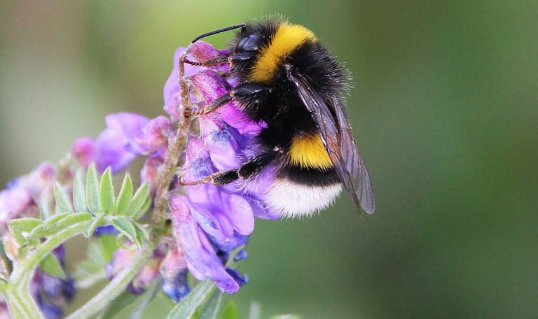 Hommel