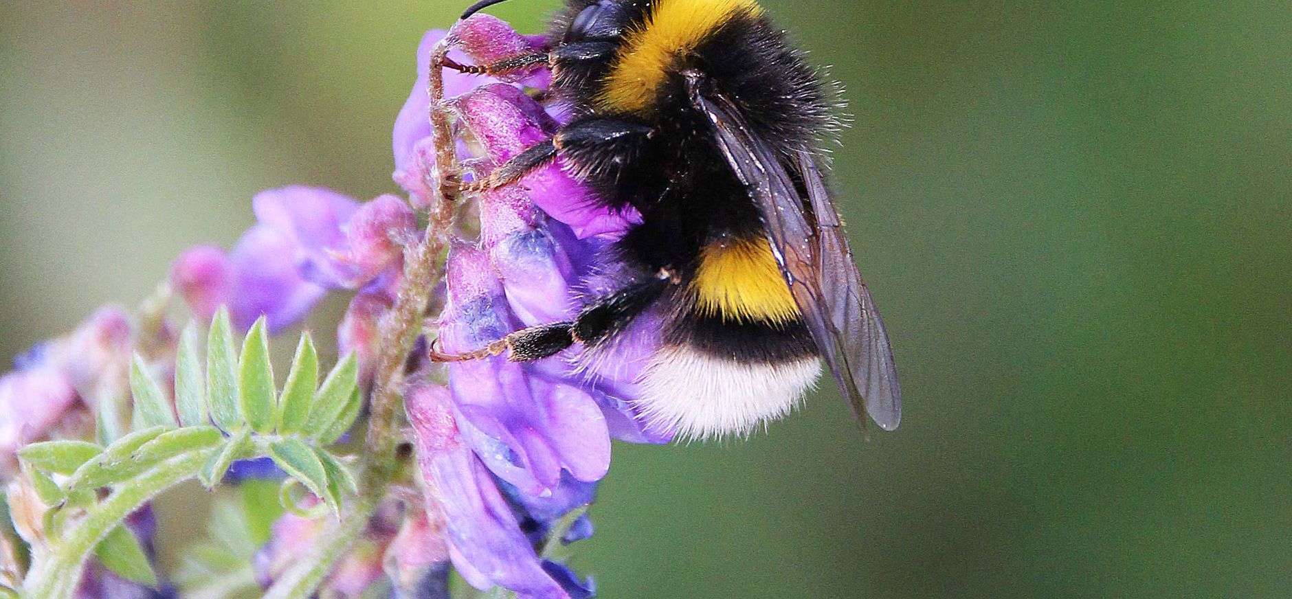 Hommel