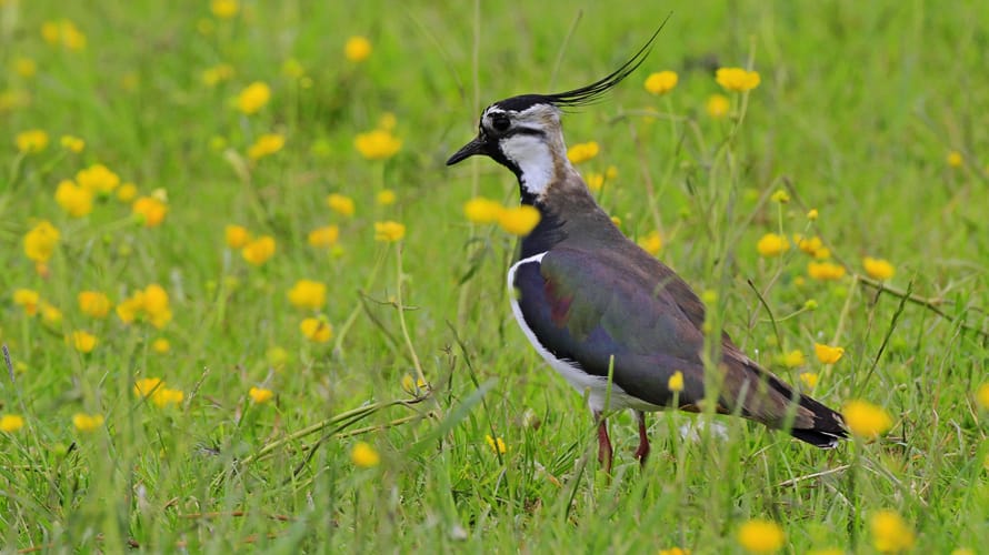 Kievit weidevogel