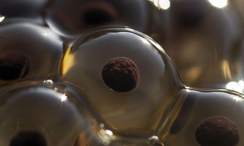 Close-up van kikkerdril van de heikikker