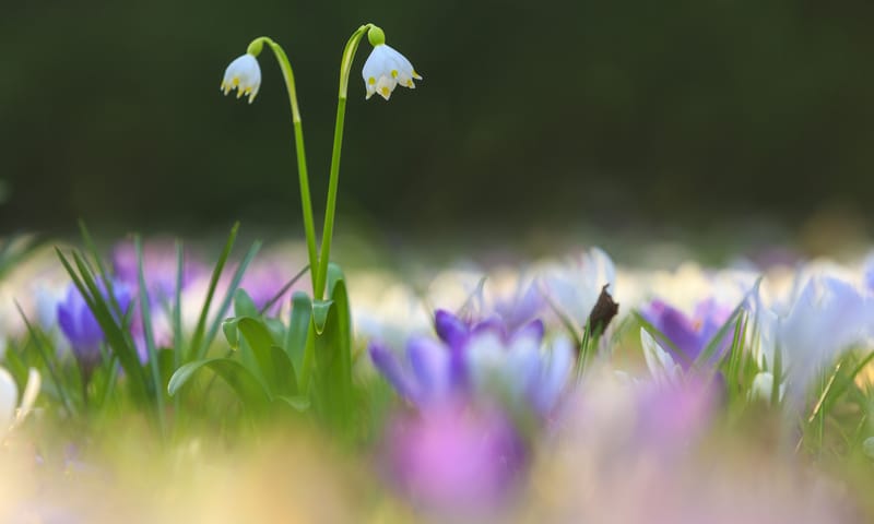 Lenteklokje en krokussen bloeien vroeg in het voorjaar