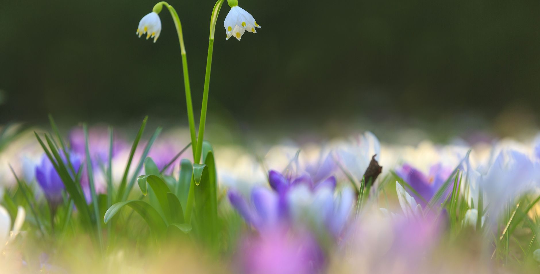 Lenteklokje en krokussen bloeien vroeg in het voorjaar