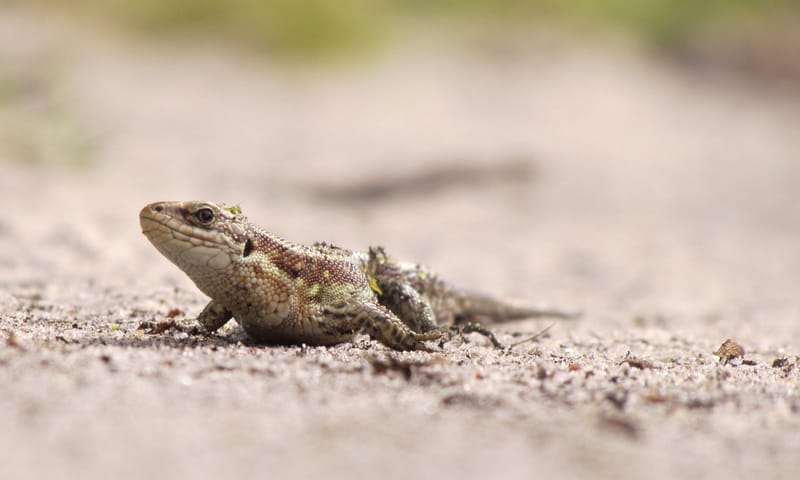 Levendbarende hagedis