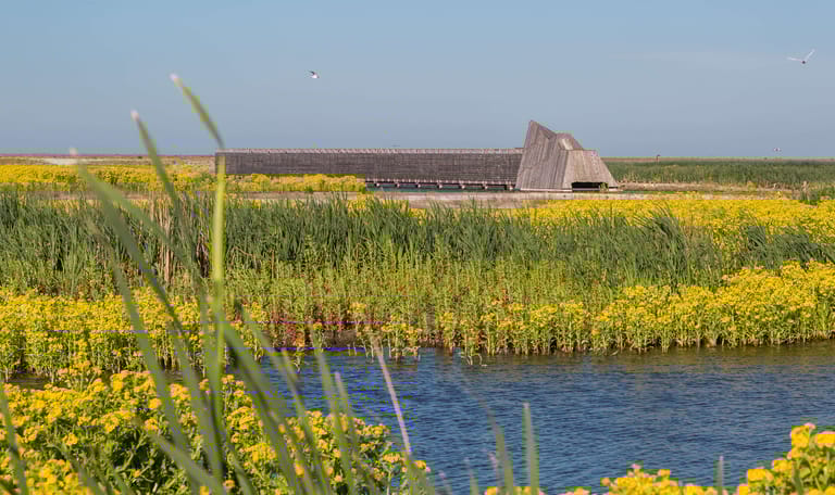 Bloeiende moerasandijvie op Marker Wadden en kijkhut De Lepelaar