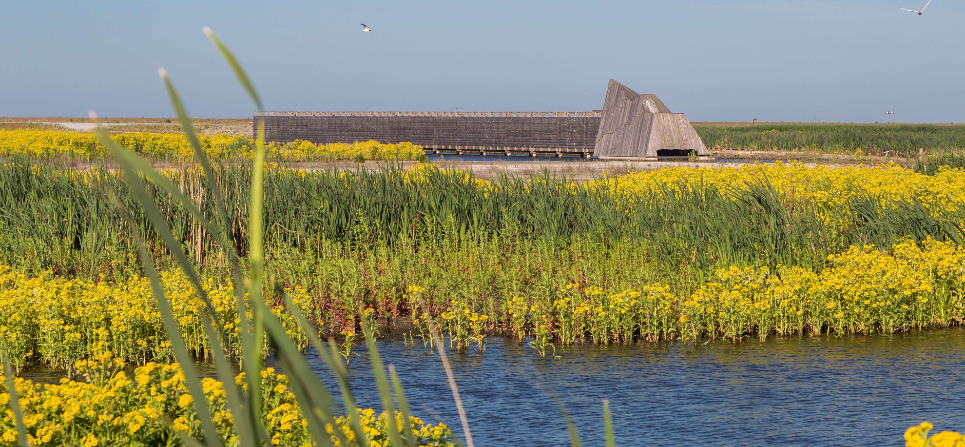 Bloeiende moerasandijvie op Marker Wadden en kijkhut De Lepelaar