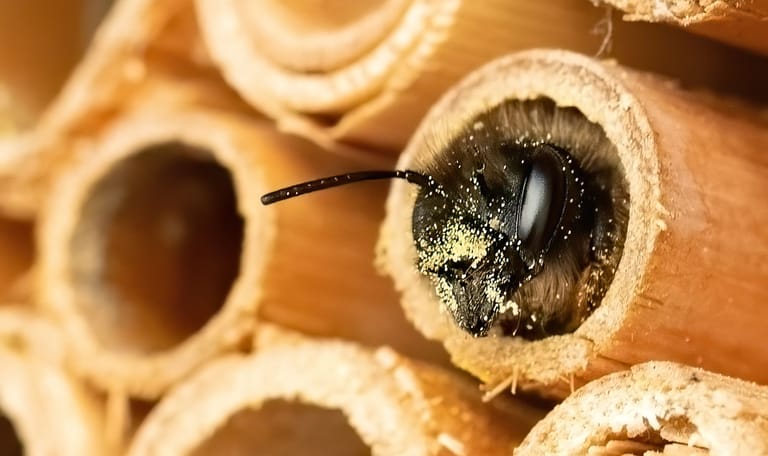 Metselbij in bijenhotel
