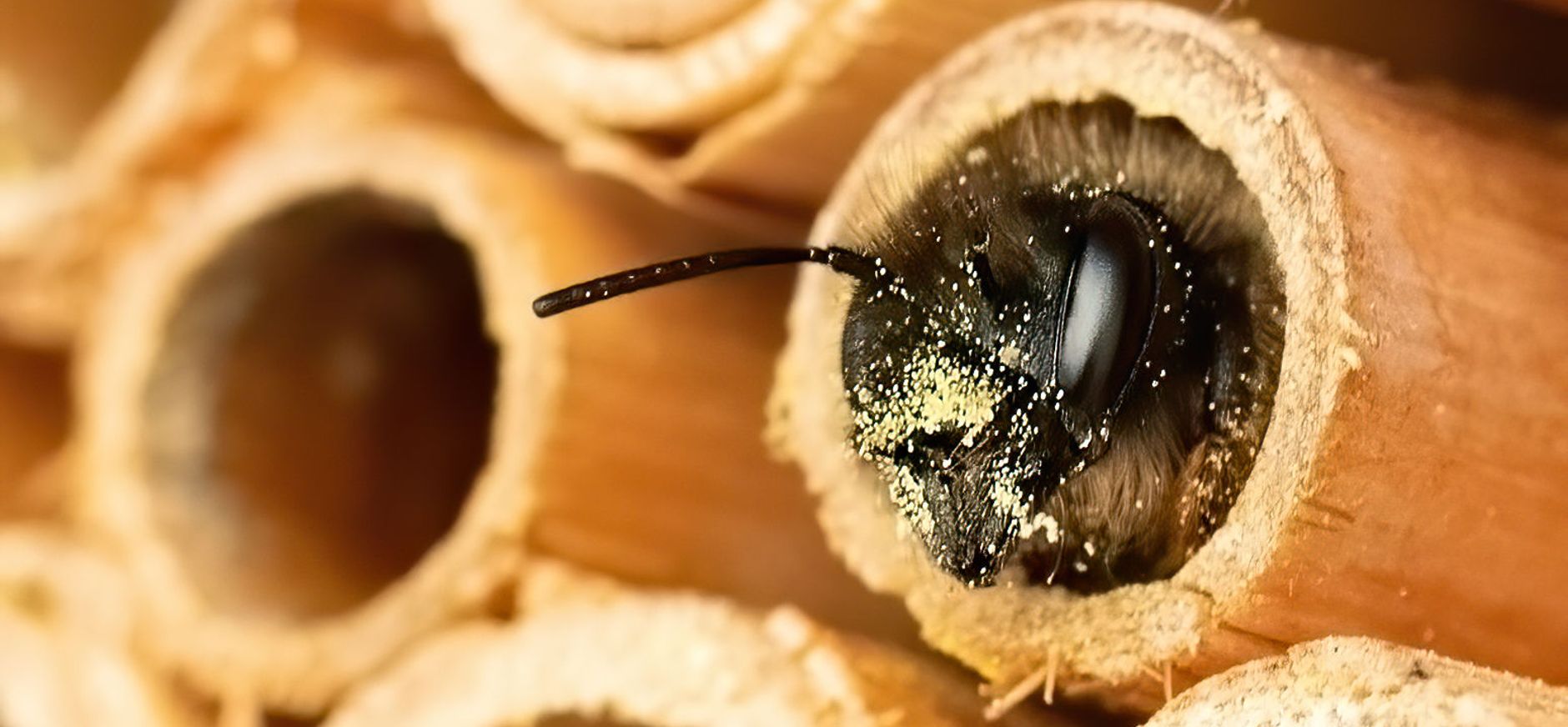 Metselbij in bijenhotel