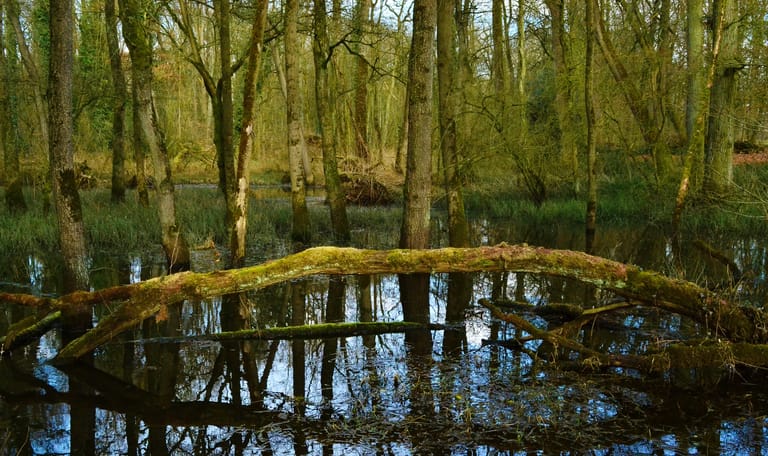 Broekbos