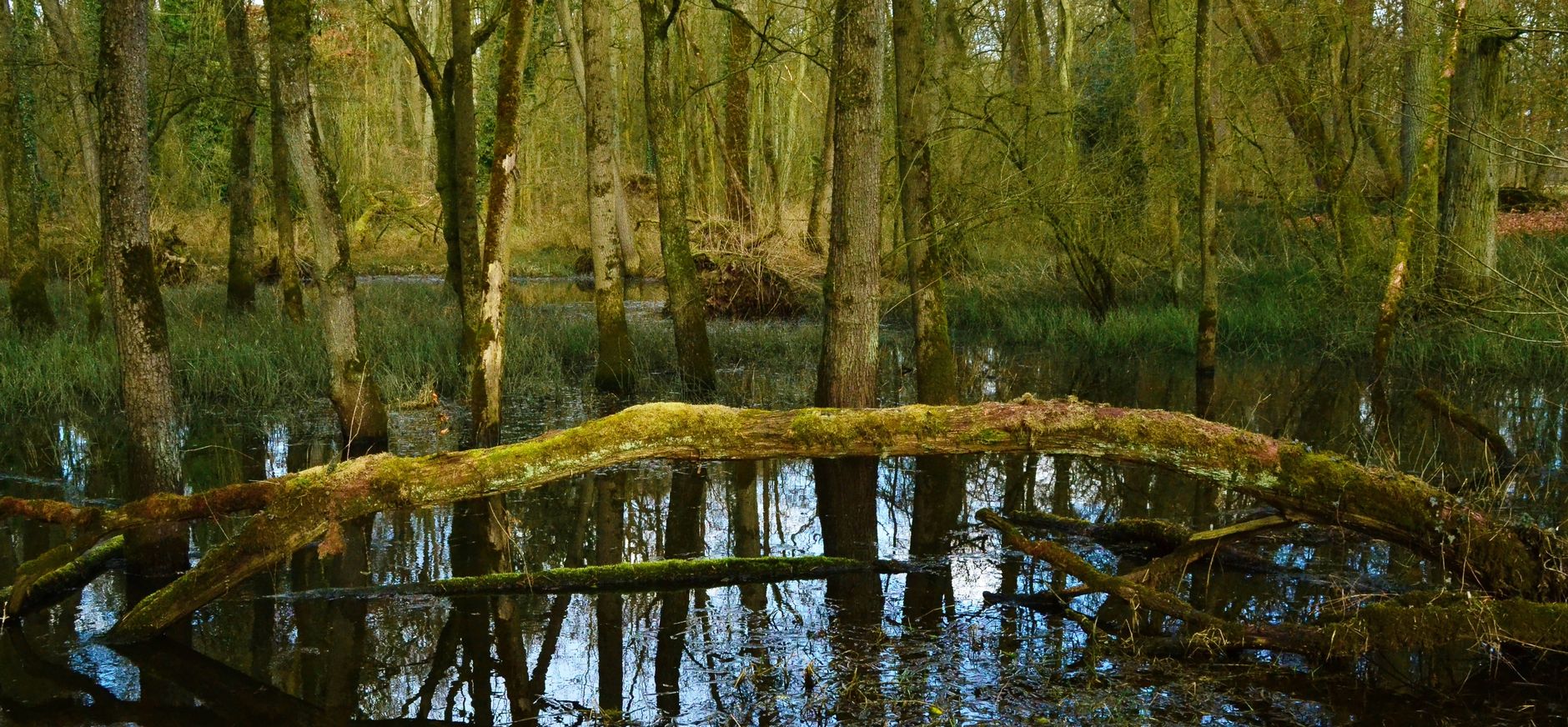 Broekbos