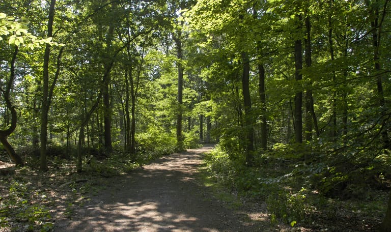 OVB bomen