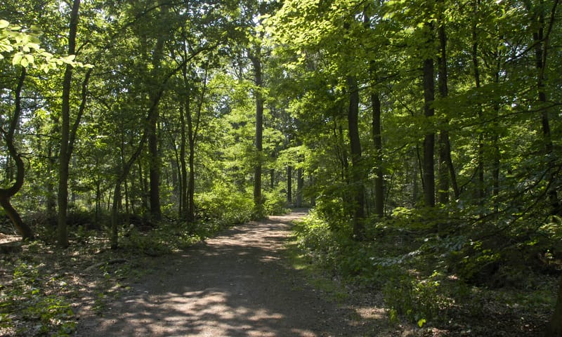 OVB bomen