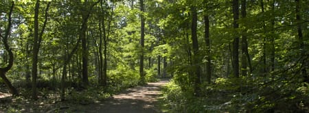 OVB bomen