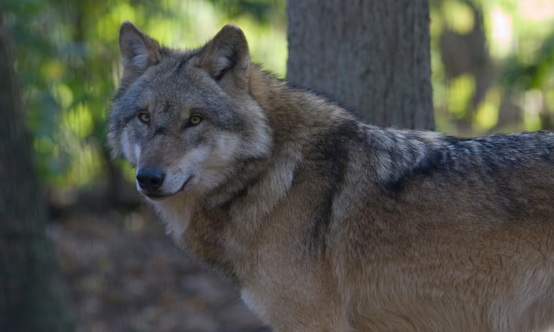 Wolf