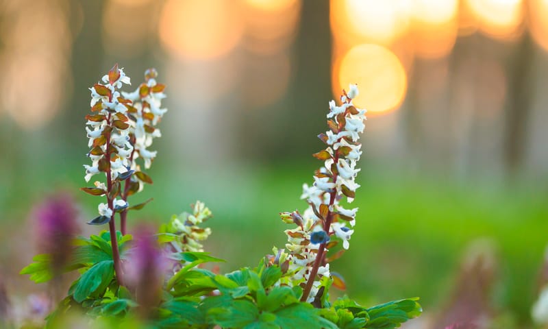 Lente op Hackfort