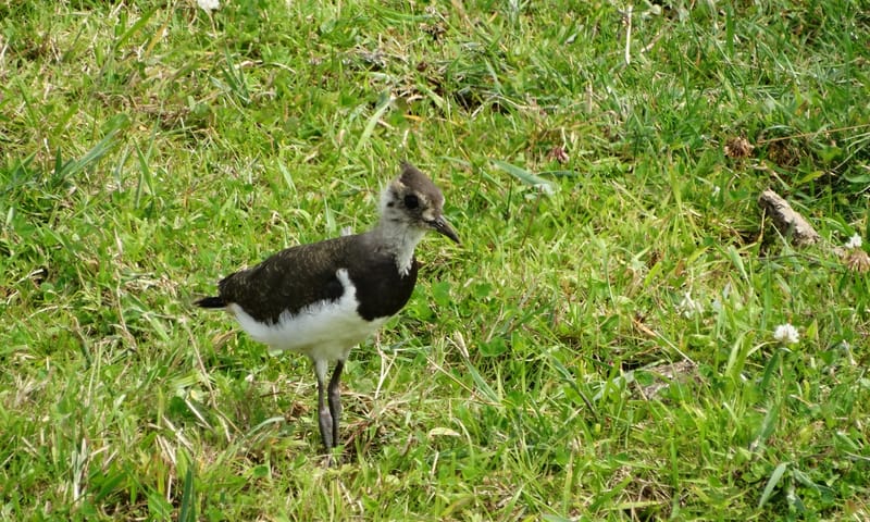 Kievit - Sander Veenstra