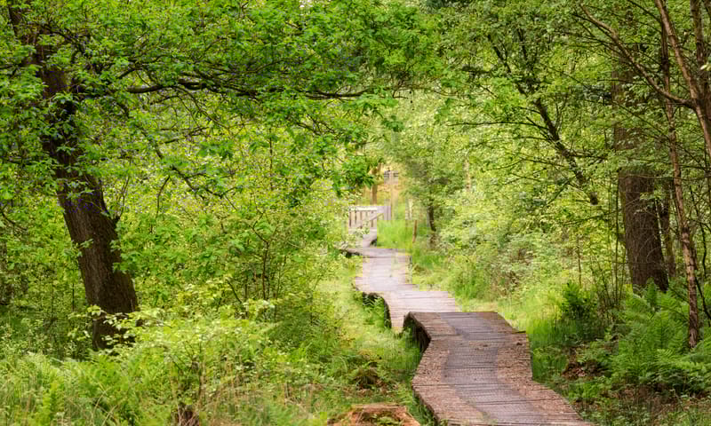 Vlonderpad Kempen~Broek