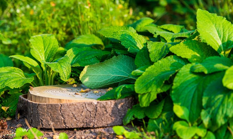 Laatste rustplaats in de natuur
