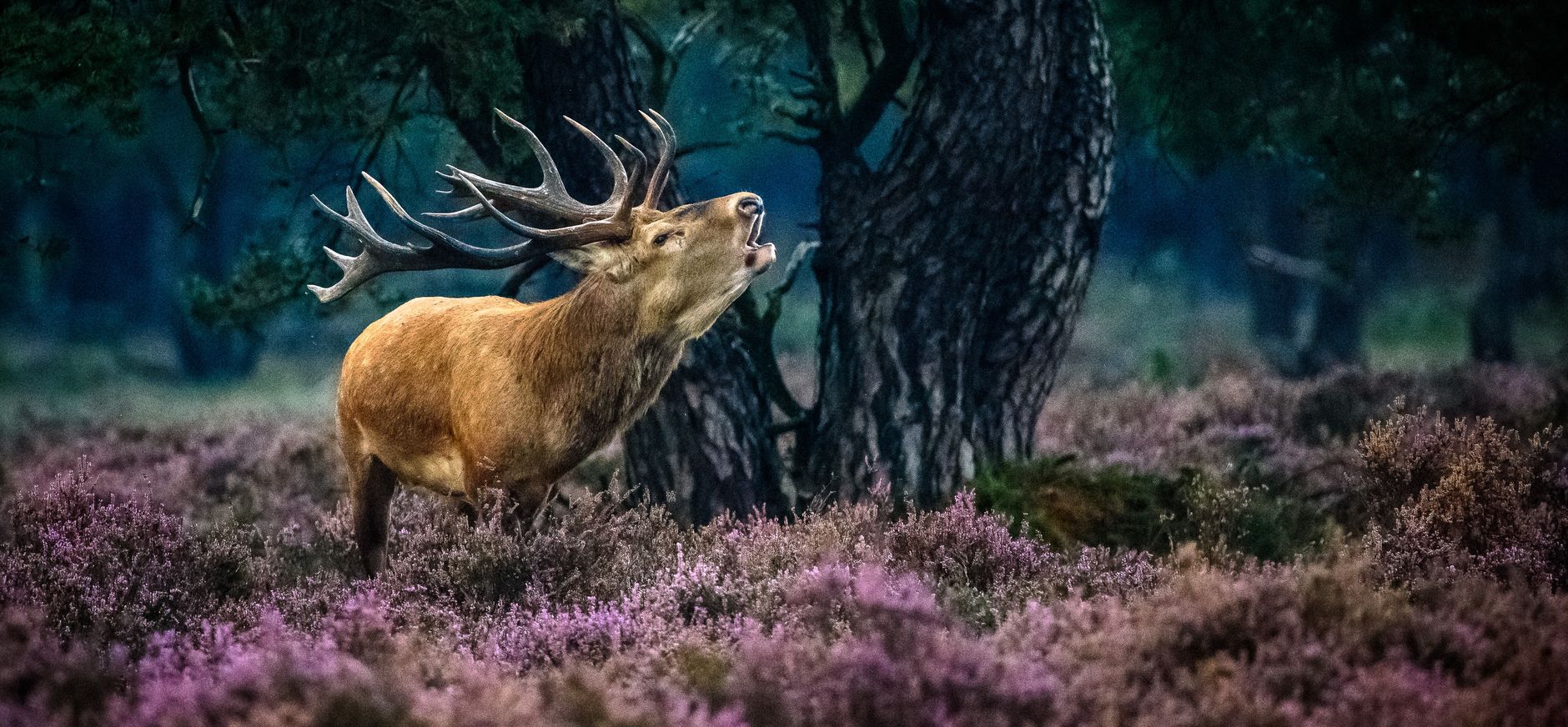 Waardebon € 10,- Veluwezoom