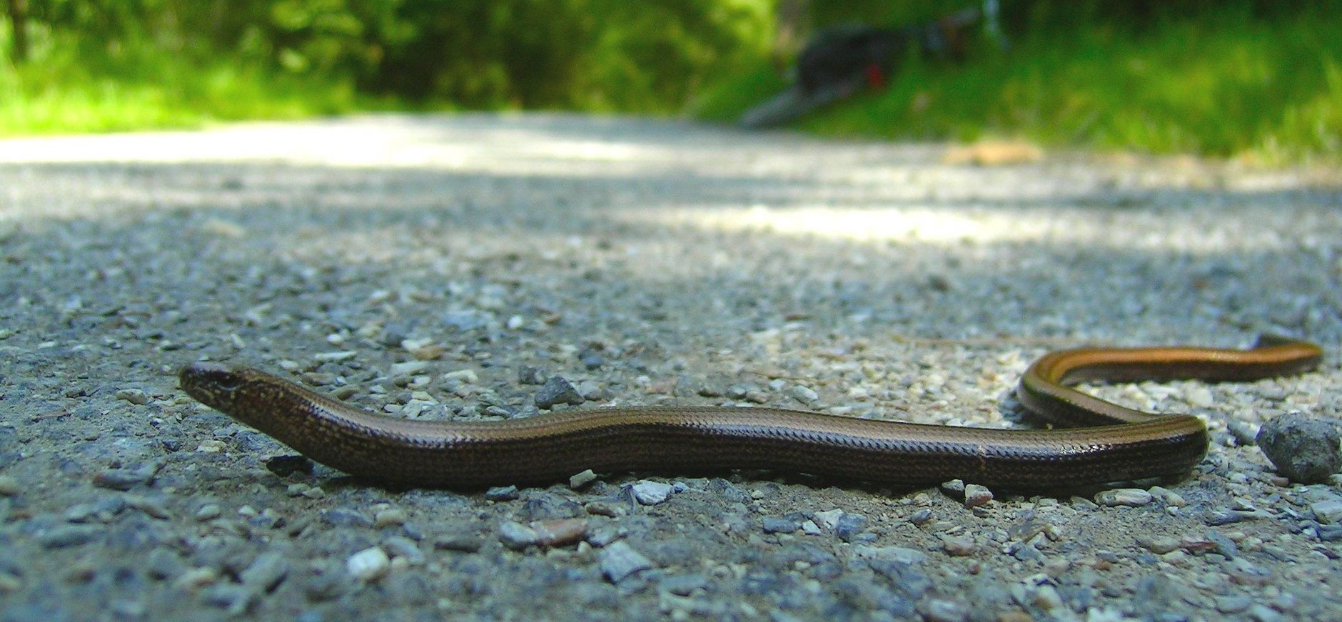 Zonnebadende reptielen in natuurgebied Planken Wambuis