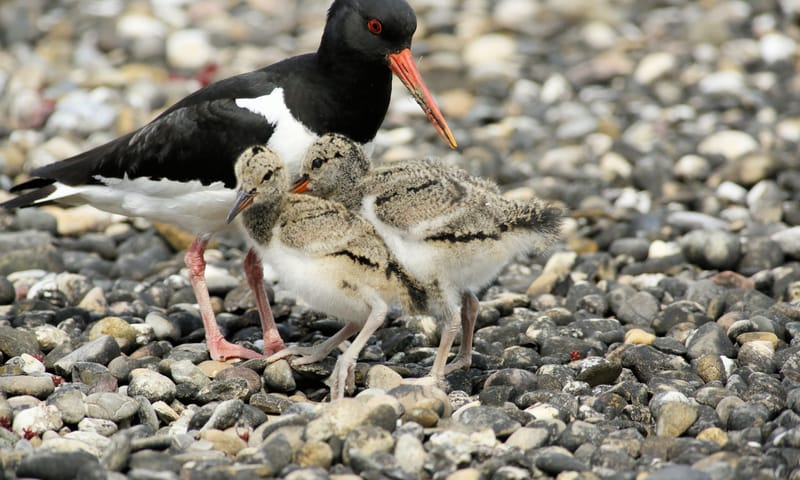 Scholekster weidevogel
