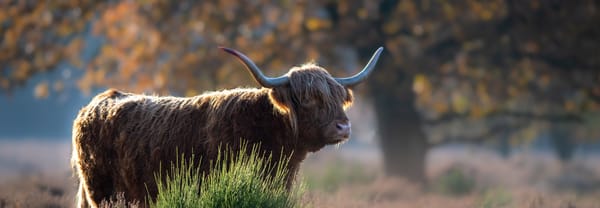 Prachtige Schotse Hooglander 
