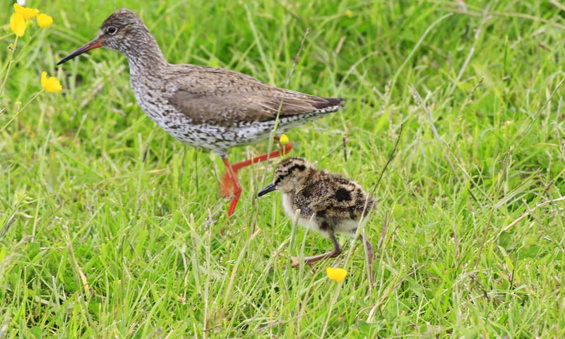 Tureluur weidevogel
