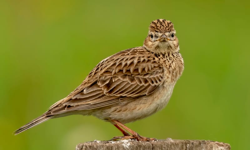 Veldleeuwerik weidevogel