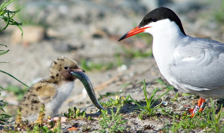 Visdief op Marker Wadden