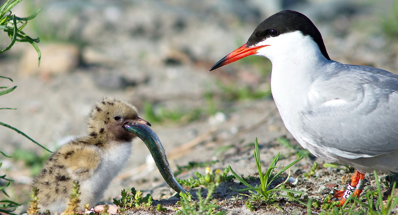 Visdief op Marker Wadden