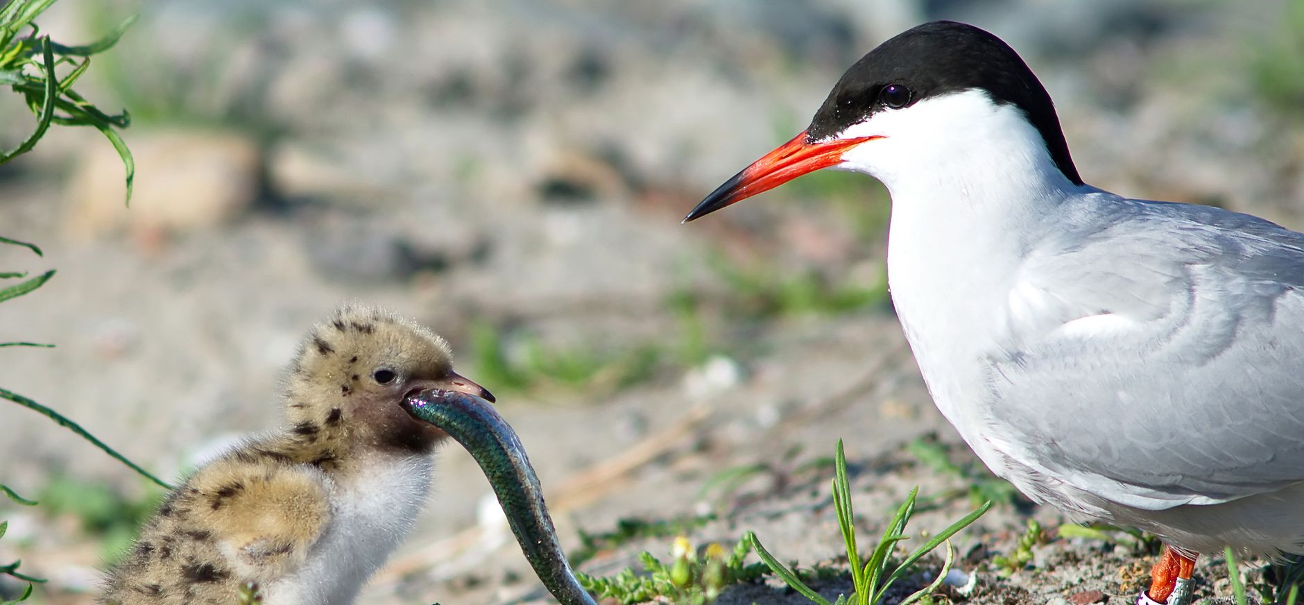 Visdief op Marker Wadden