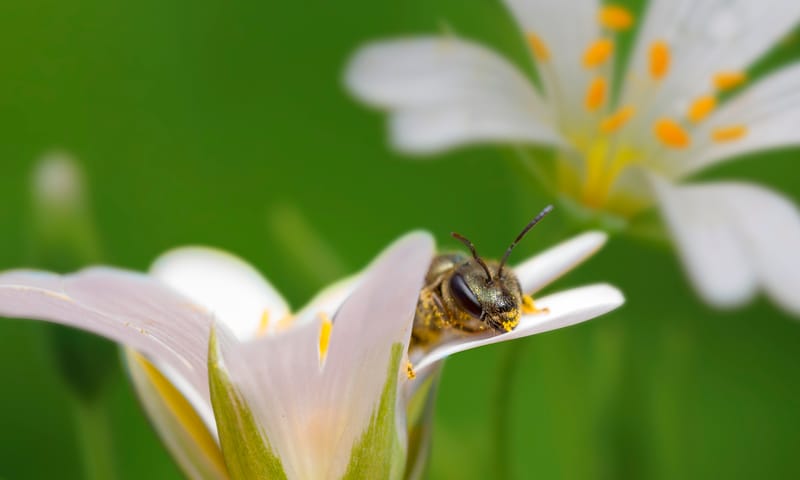 Wilde bloemen OERRR