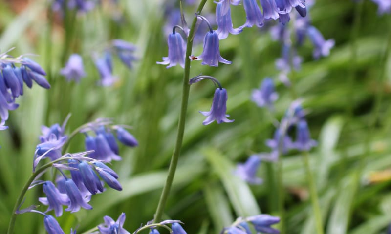 Wilde hyacint voorjaarsbloeiers
