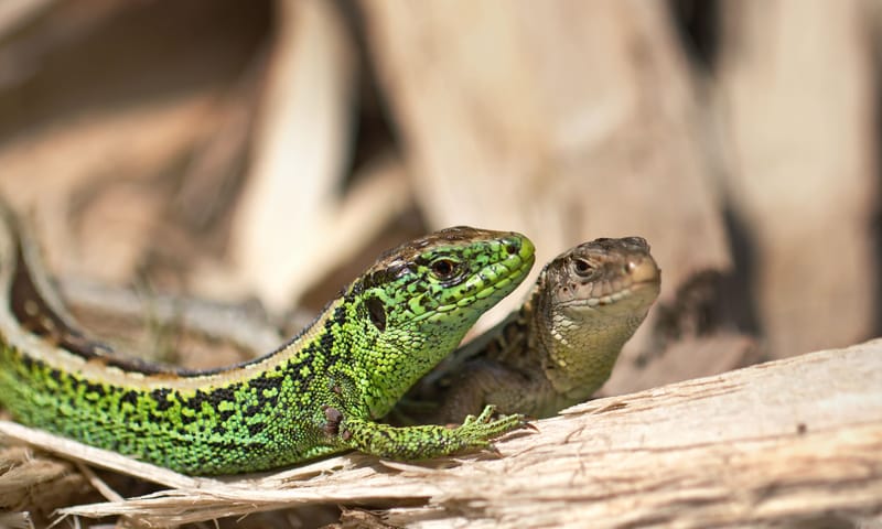 Zandhagedis