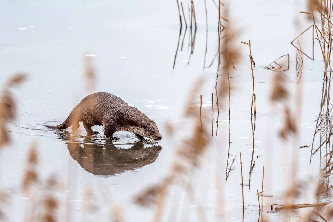 OERRR Speuren naar ottersporen