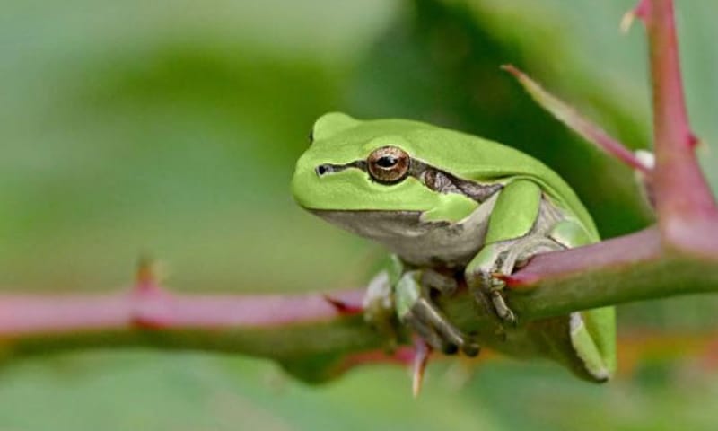 Boomkikker op een tak