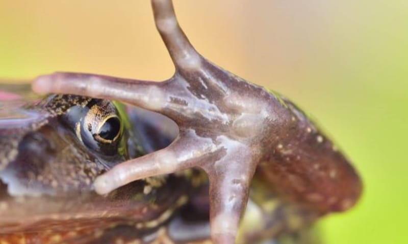 Close-up bruine kikker