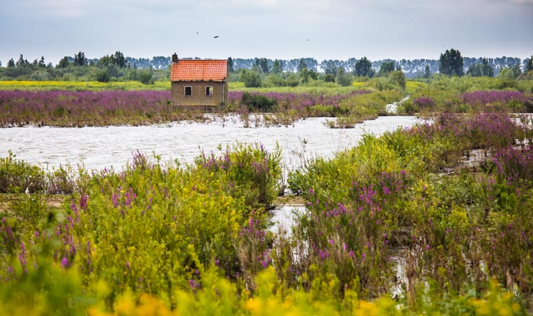 Typisch Tiengemeten